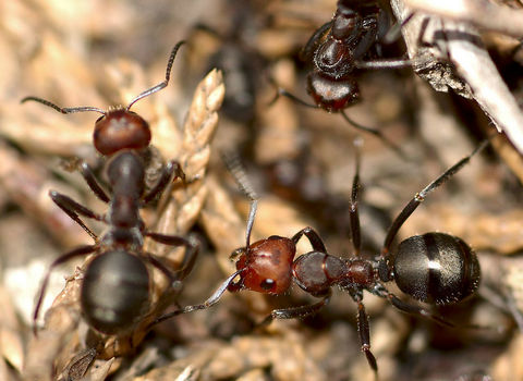 蚂蚁是不是昆虫？昆虫的特征是什么？