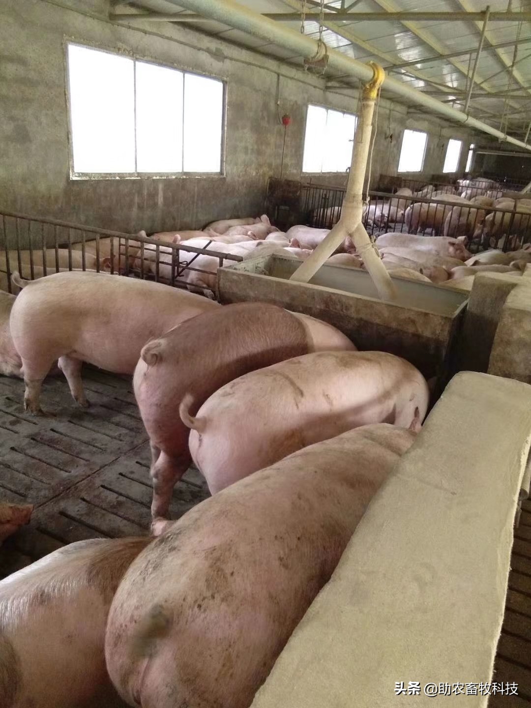 猪场复养你需要更实用有成功案例的方案而不是专家的PPT