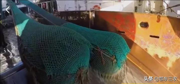 渔民在大海捕捞，下一次海能捞100多吨鱼虾上船立即冰冻，真赚钱