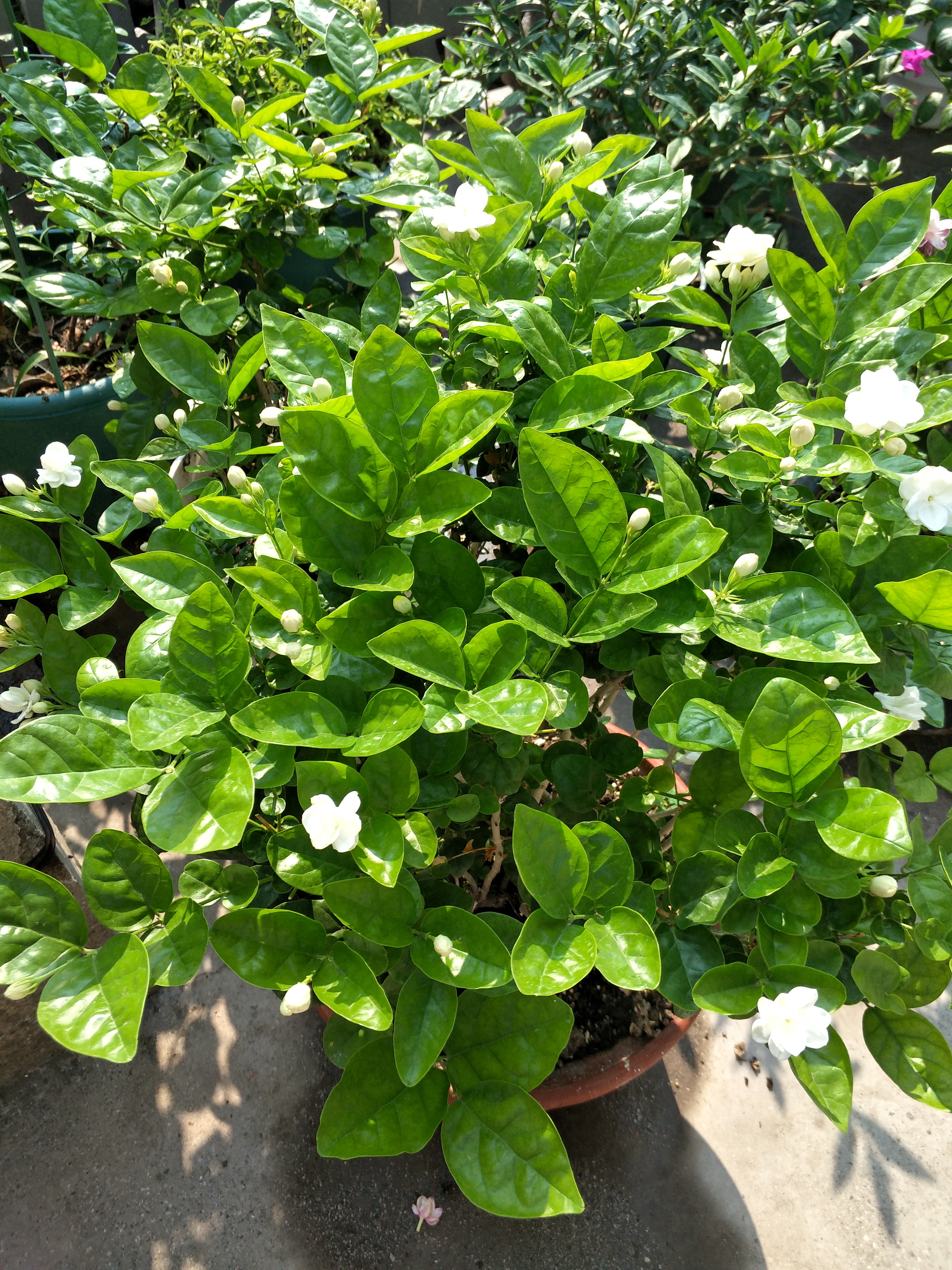 茉莉花冬季入室前,两方面养护要做好,植株健壮,越冬无忧