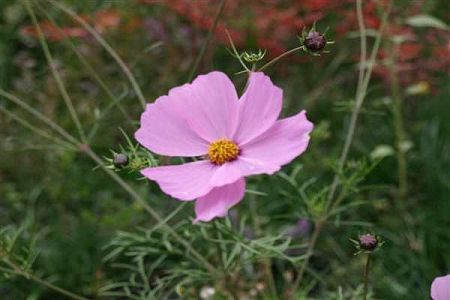 湖北高考500分大学「文科」 含省内省外大学