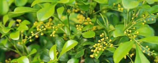 米兰什么时候修剪怎么修剪（带你了解米兰这种植物）