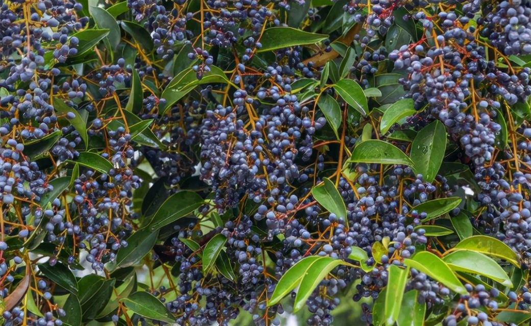 它叫"女贞子",儿时2毛1斤摘来卖钱,如今公园常落一地,可惜了