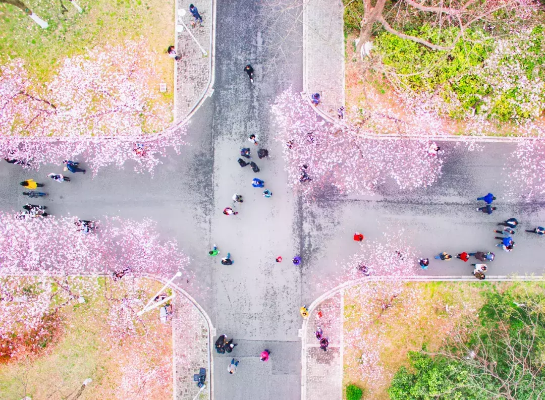 中国春天最美的10座大学，好想回去谈一场恋爱