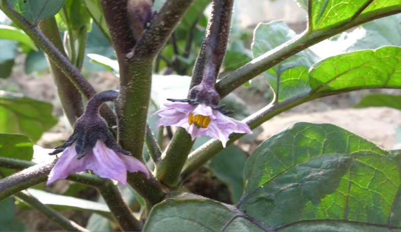 种茄子的管理方法（茄子植株管理做好2点结果多长势好）