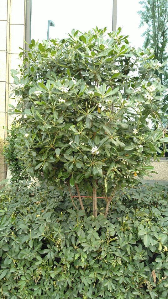 67在翠湖桥向西往下走,在一段路途的街巷和沟渠旁边,有不少的海桐树