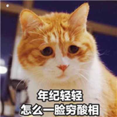 猫咪表情包：什么，你要帮我清空购物车