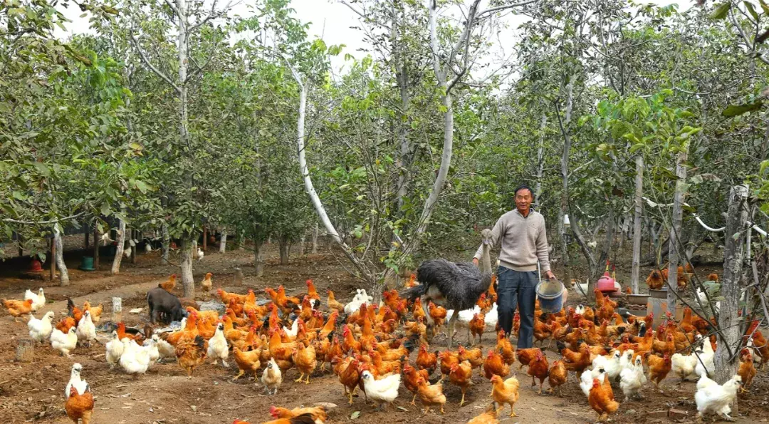 半月谈：激活协商民主！破解基层治理难，六大新支点之三