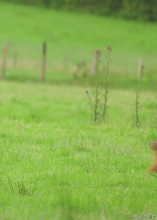 优秀作文｜周妍利《诗经之美话环保》