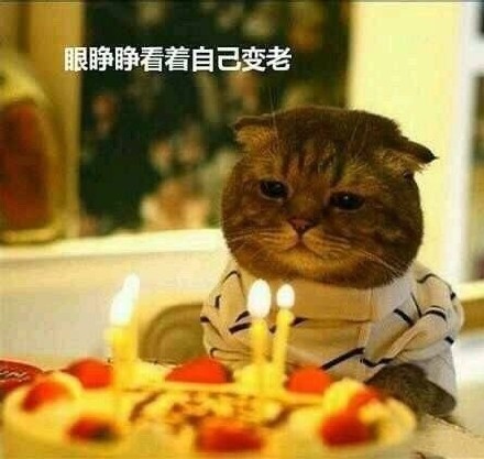 生日蛋糕表情包合集｜祝你生日快乐