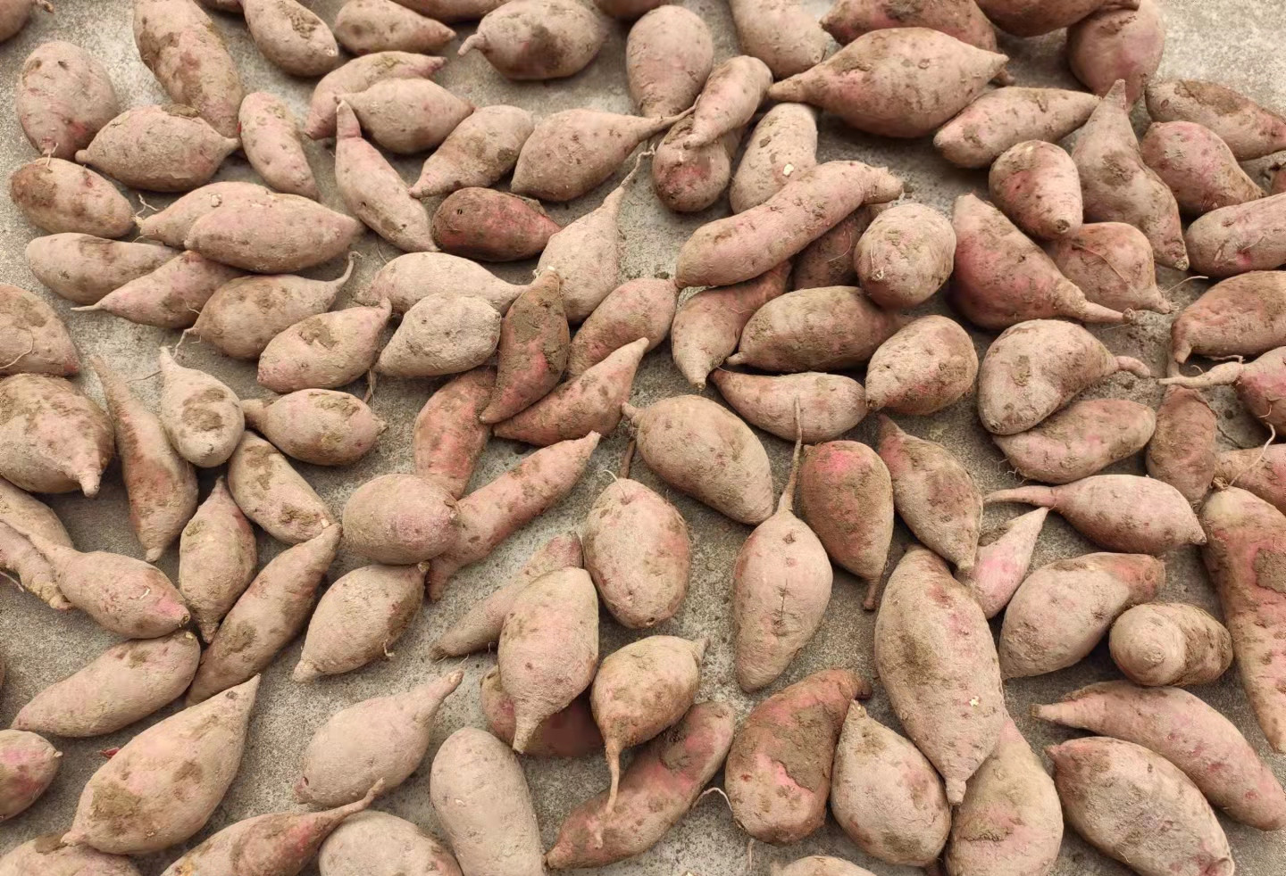 红薯的季节到了，教你长时间的保存方法，不发芽不变质，越放越甜