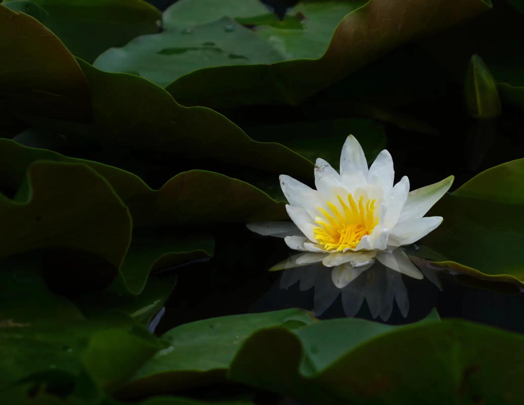 百花烂漫 香远益清