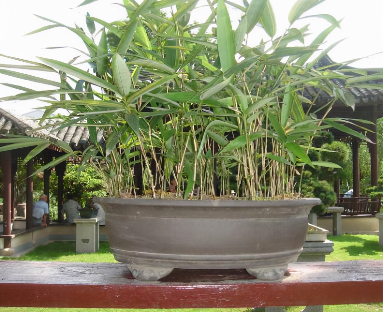 阳台缺点"风景",种4种"竹子",养竹可得勤快点,要不就黄叶