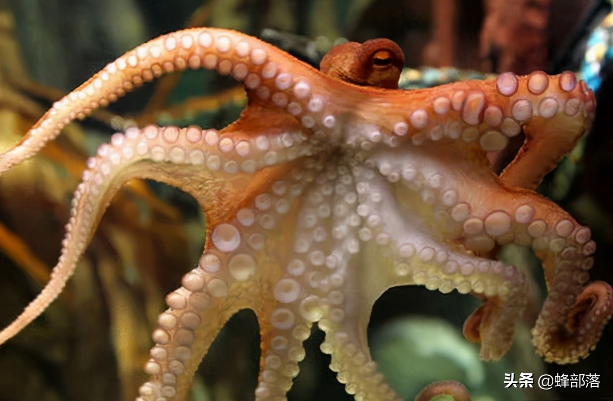 韩国渔民发现32条腿的章鱼韩国渔民发现32条腿章鱼