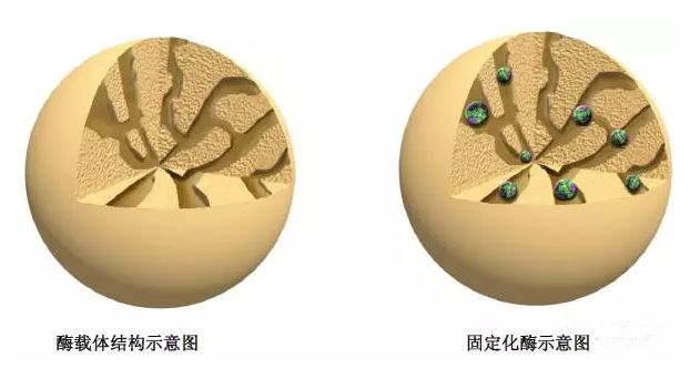 酵素、酵母、酵母片有哪些区别