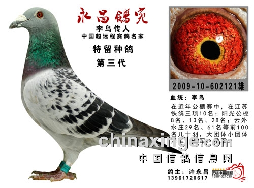 74岁飞公棚冠军 许永昌：我用的仍然是李鸟！
