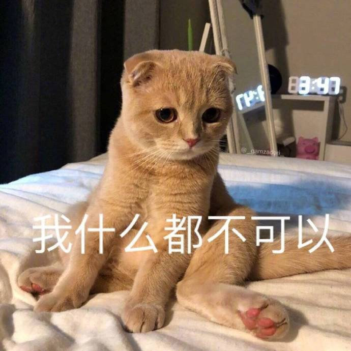 猫咪表情包合集｜早上好，算了，我爱你