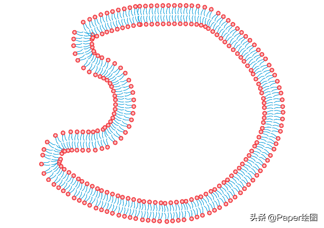 新颖的磷脂双分子层 磷脂双分子层 - 情书号