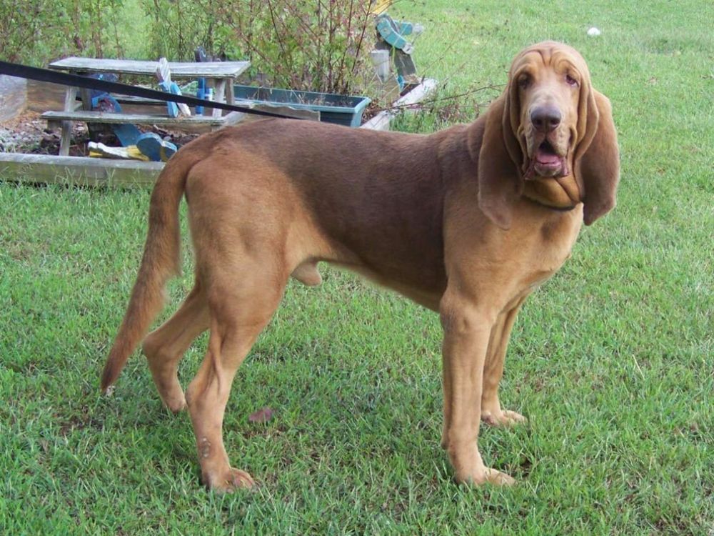 导读：【世界十大最佳追踪犬】沙芬犬、德国牧羊犬、拉布拉多、金毛等等，它们嗅觉灵敏且忠诚。
