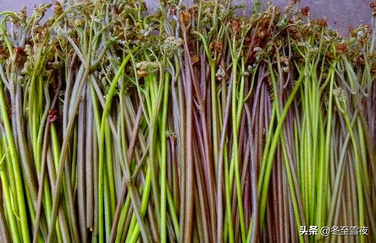 山野菜的做法,山野菜的做法大全