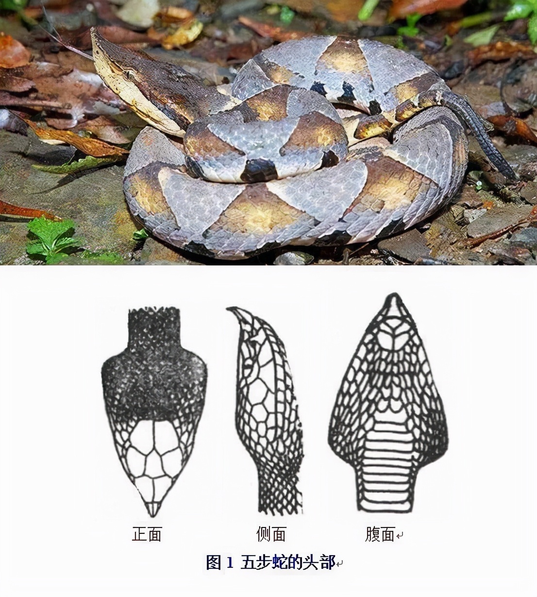 中国十大毒蛇排行榜图片
