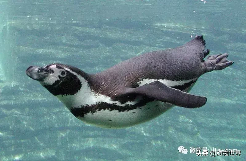 企鹅是鸟吗（带你了解世界上的18种企鹅）