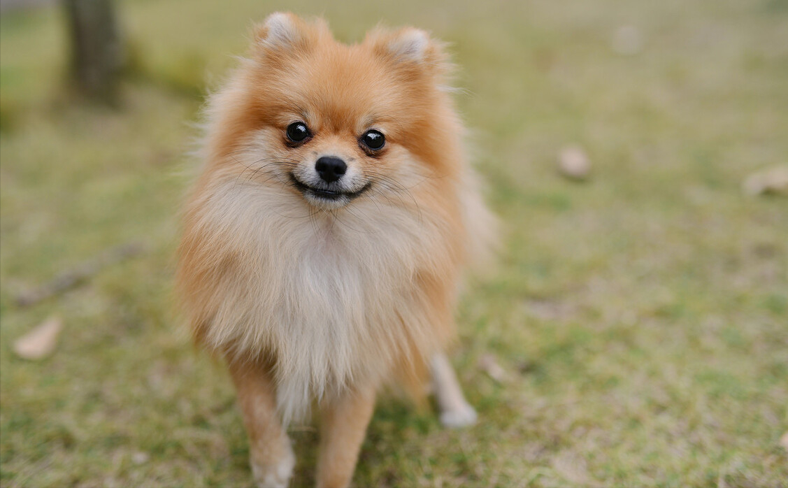 常见的中、小型宠物犬，大概多少钱一只？