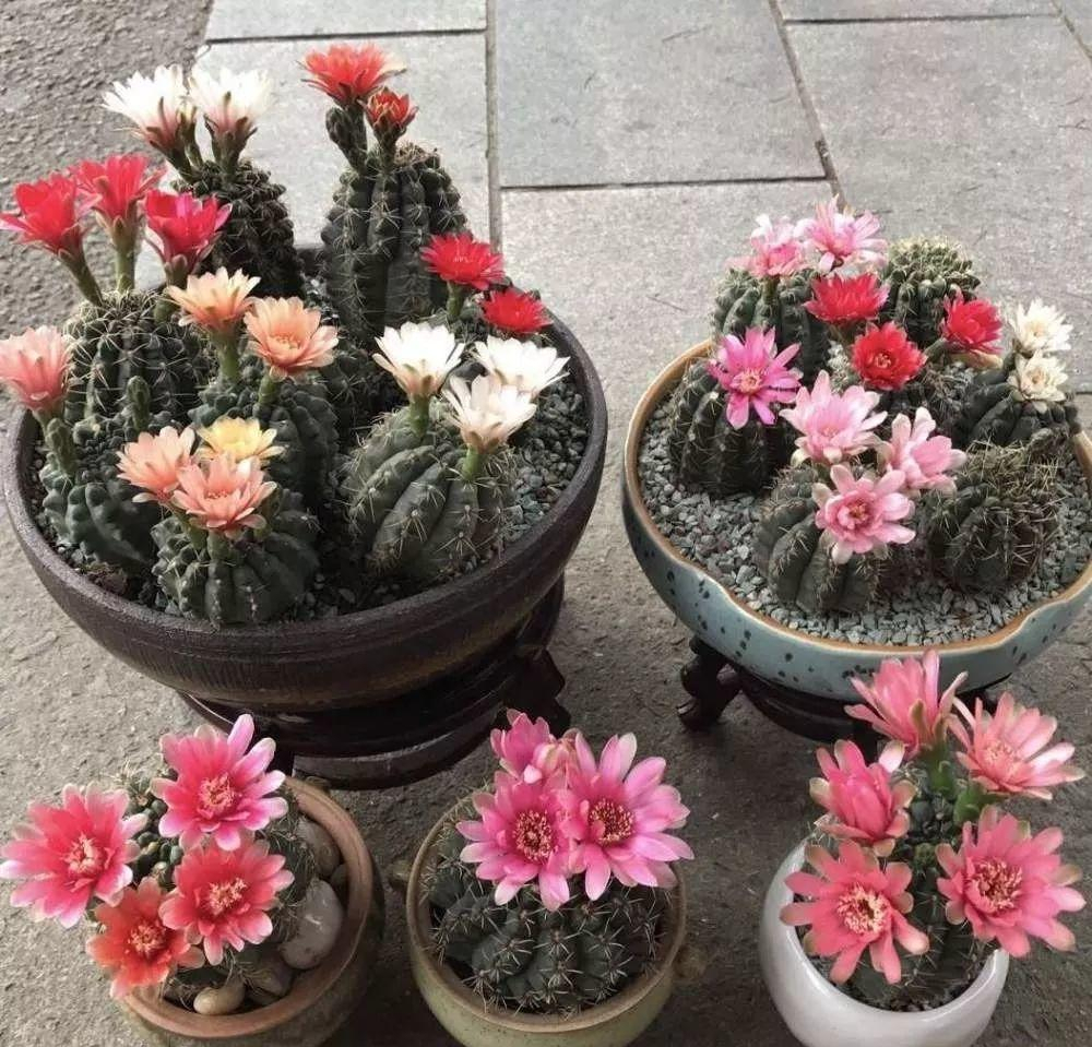 什么花不适合家里养（不适合家里养的32种花）
