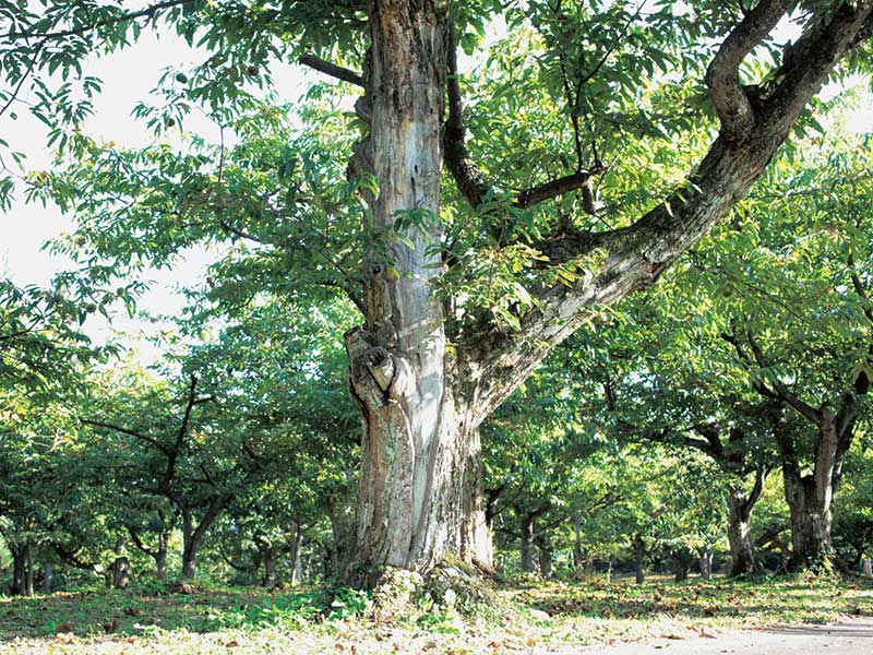 沐夏生活美学｜长谷川弓子在《大栗子》树下