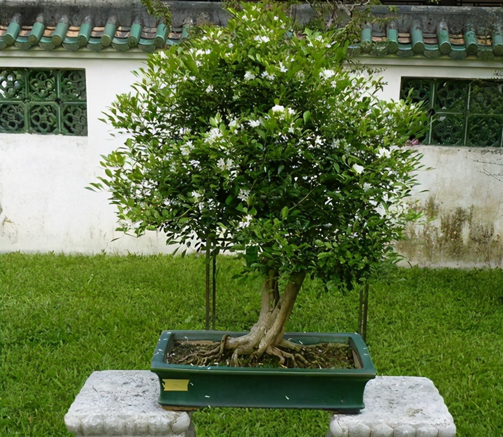 七里香圖片,七里香圖片高清