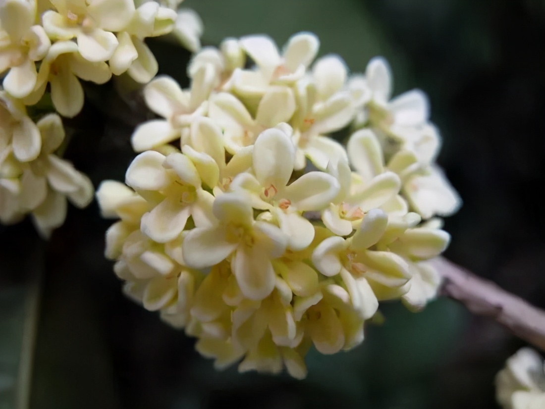 桂花树品种桂花竟然有45个品种涨知识了