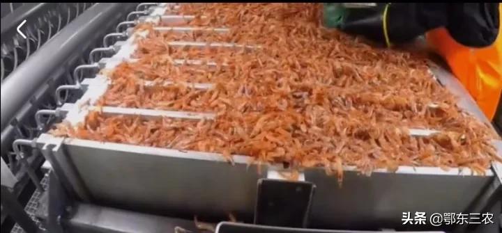 渔民在大海捕捞，下一次海能捞100多吨鱼虾上船立即冰冻，真赚钱