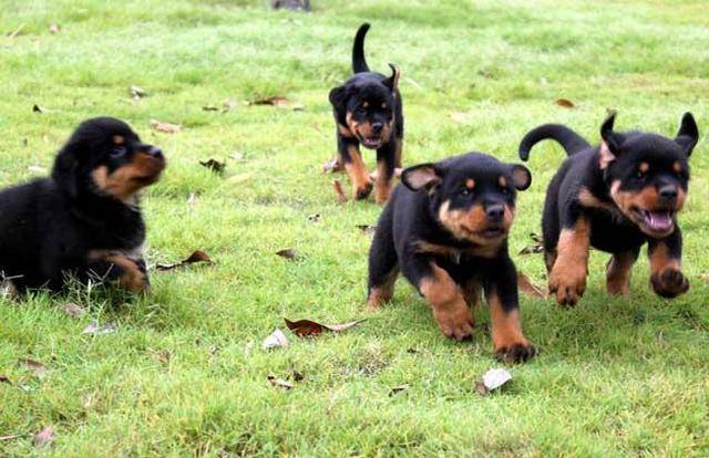 羅威納犬價格,羅威納犬價格多少錢一只