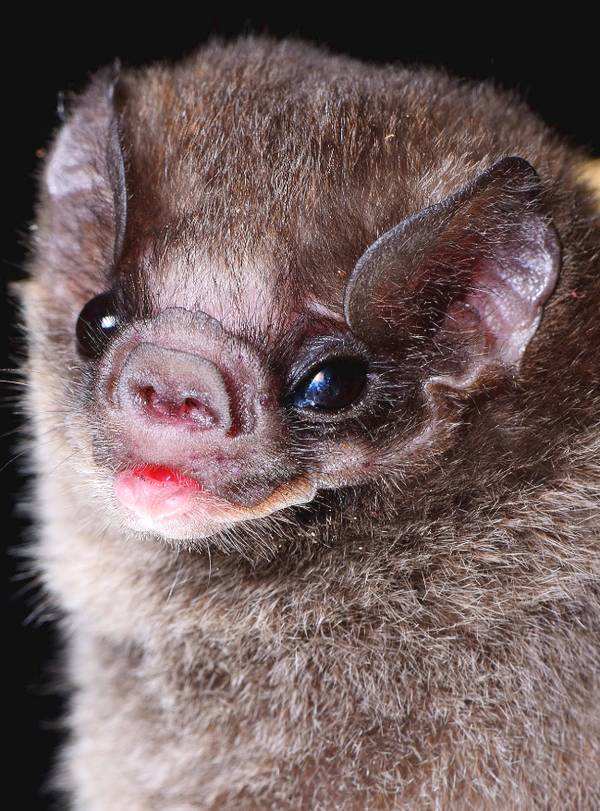 它们判断方向也跟鸟类不同,鸟类是直接靠眼睛,但是蝙蝠是靠声波来判断