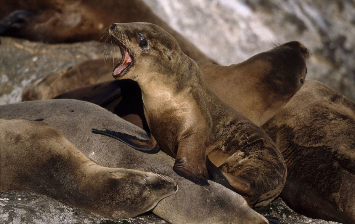 斯特拉大海牛:长10米重10吨,因味美好捉,不到30年