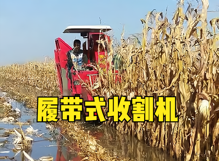 玉米成熟后，聯(lián)合收割機不見了，履帶式收割機稀缺，怎么回事？