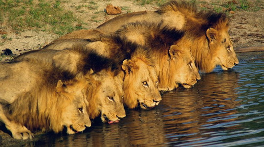 告诉你一个真实的非洲狮，生存压力巨大，远比想象的要脆弱
