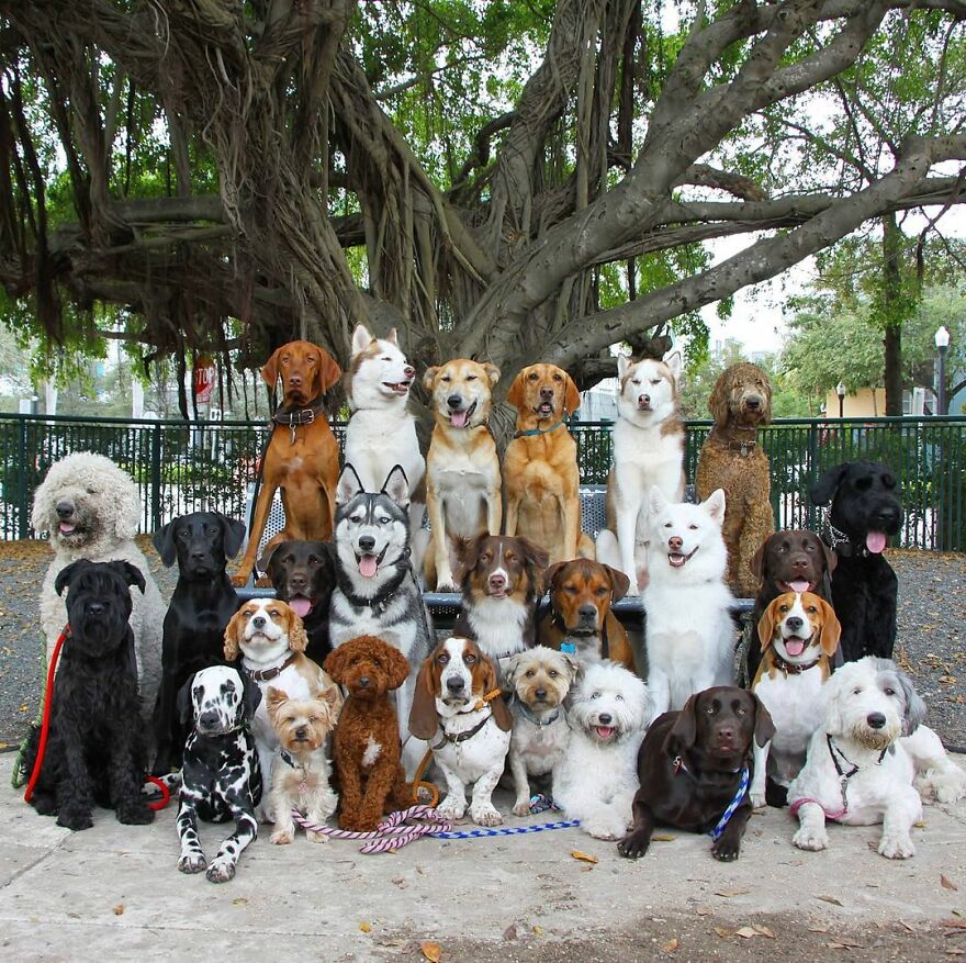 一群狗狗的标准合照,网友:这真的不是假狗吗?