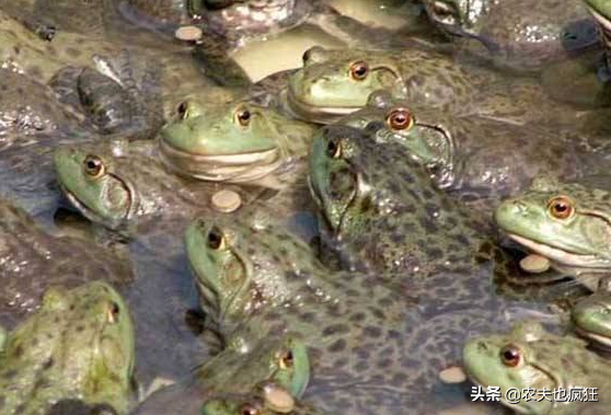 牛蛙是青蛙吗（名列全球最危险百种入侵物种）