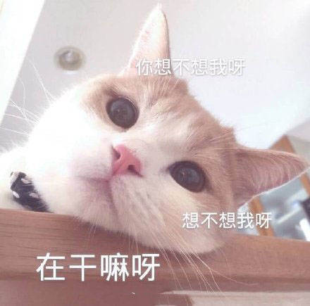 猫咪可爱表情包