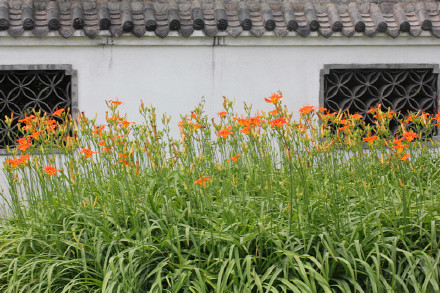 忘忧草是什么（特别适合农家小院栽培花朵还能当菜肴）