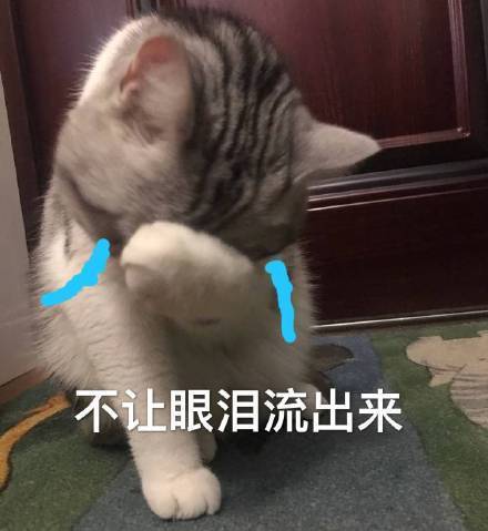 猫咪表情包合集｜我心爱的狗东西在吗？