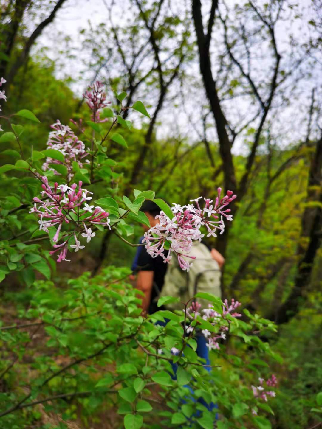 中灵山在哪里(郑州驴友记｜徒步中灵山小长城，穿越偃师草原)