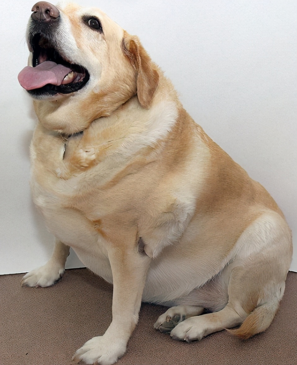 拉布拉多犬的标准体重是多少?体重不正常又该怎么办