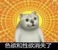 憨憨猫表情包合集