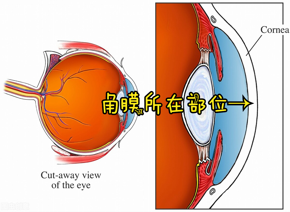 眼睛异物感处理方法及角膜异物症详解
