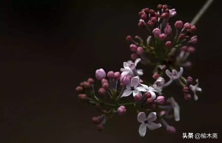 赞美丁香花的优雅诗句(十首丁香花的优美古诗词赏析)