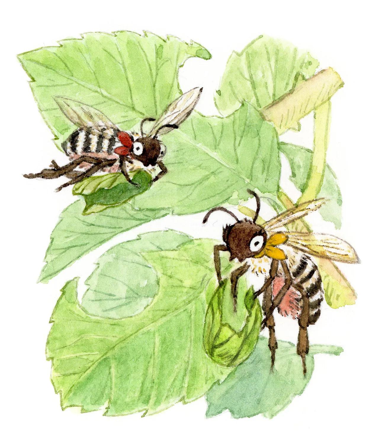 昆虫记好句摘抄赏析昆虫记好句好段摘抄及感悟