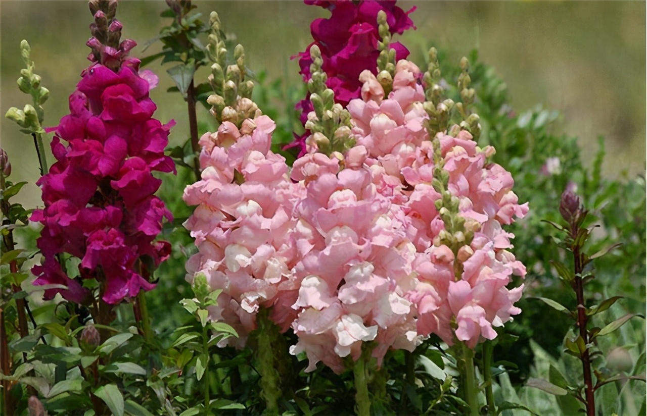 金鱼草花色丰富艳丽,花形俏皮可爱,学会播种繁殖,拥有一片花海