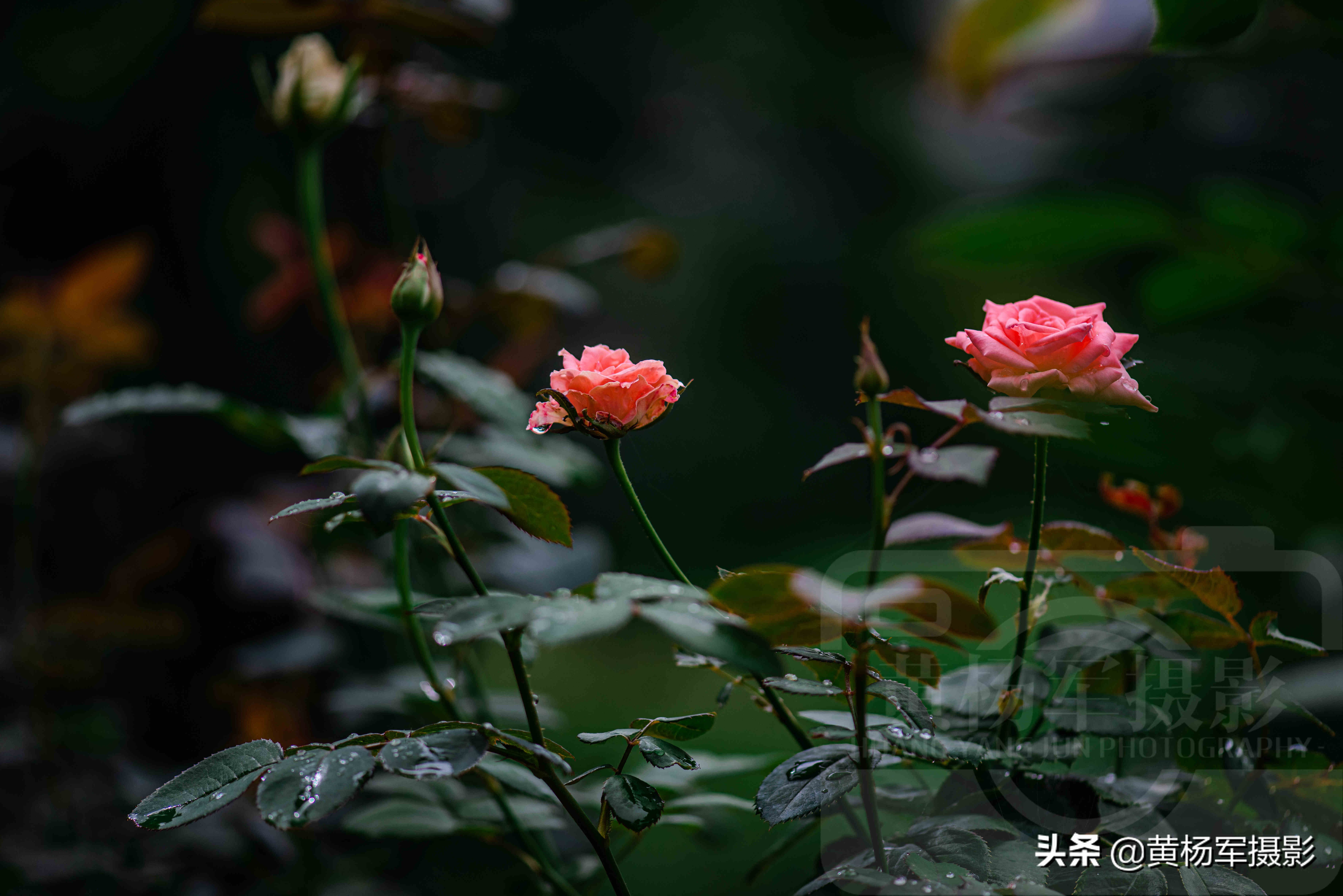 雨中嬌豔盛開的玫瑰花,嬌媚百態的花朵格外迷人,花朵芬芳自然美